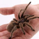 Are you dealing with a Spider Phobia?