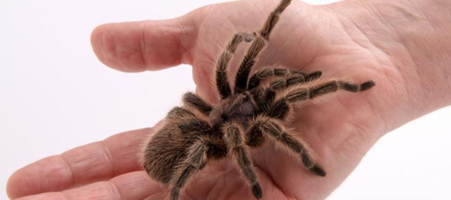Are you dealing with a Spider Phobia?