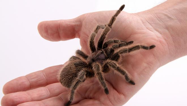 Spider phobia Therapy - Arachnophobia - CBT Psychology
