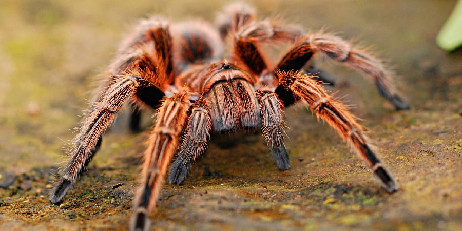 my phobia is spiders essay