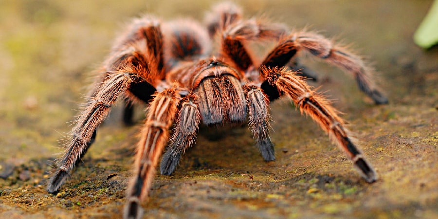 How to Overcome the Fear of Spiders (Arachnophobia) with CBT